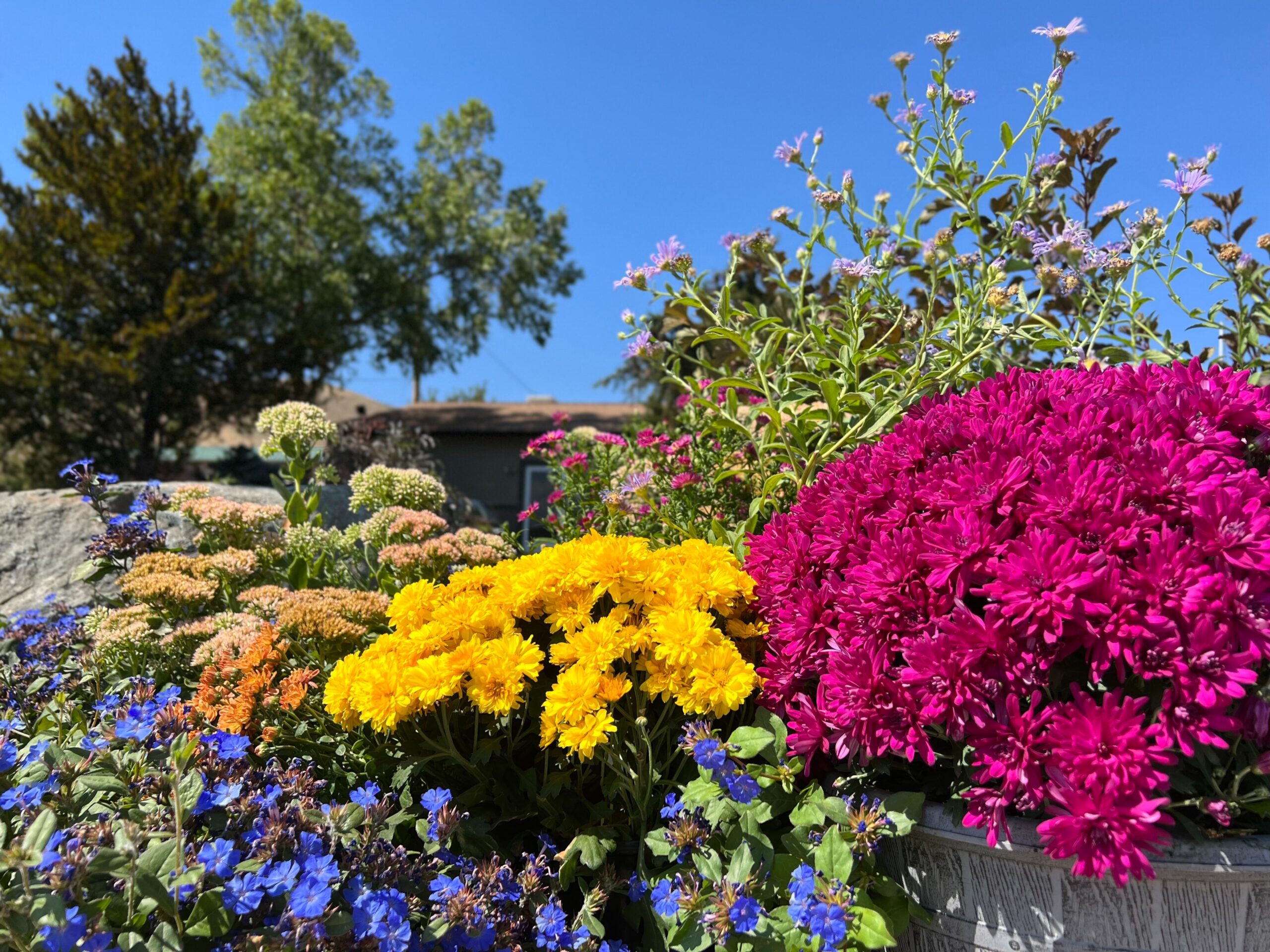 Assorted fall perennials including chrysanthemums asters dwarf plumbago sedum and niinebark