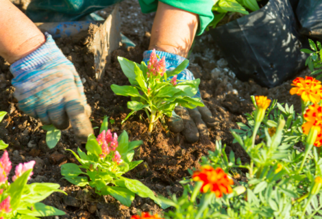 May Gardening Tips, Classes, Community Events and Sales at Greenhouse Garden Center!