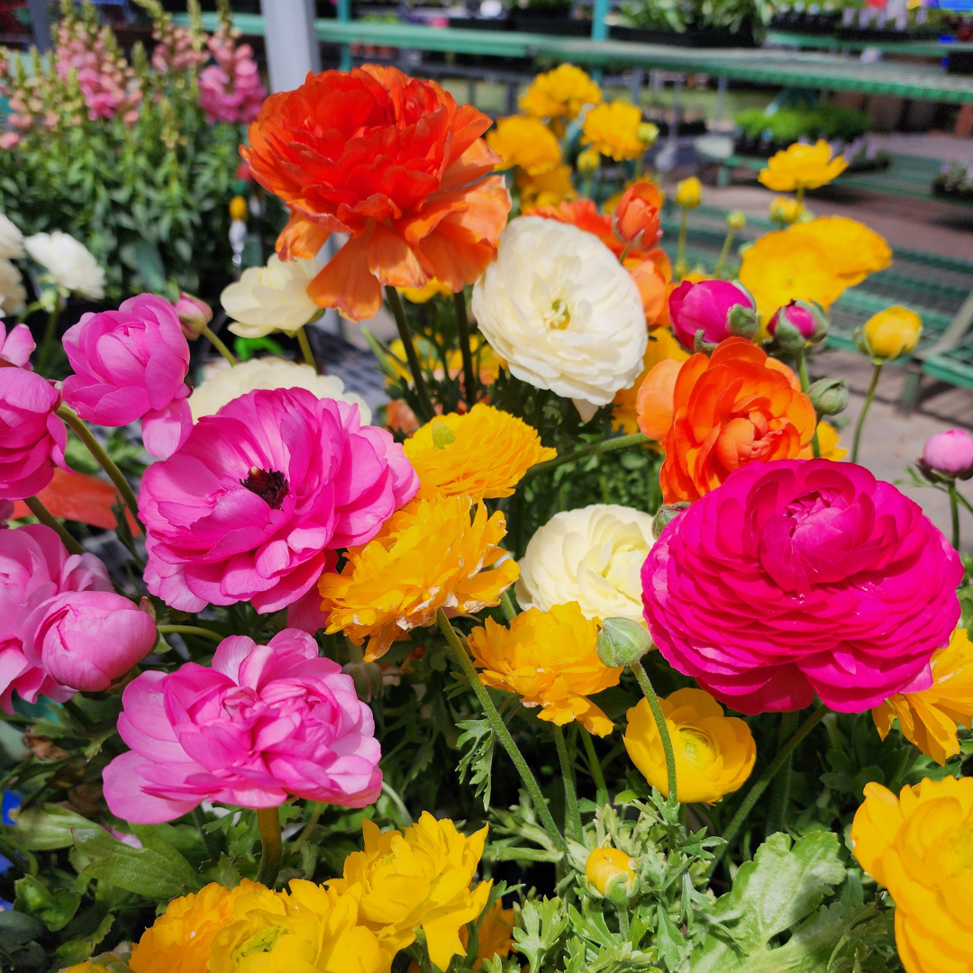 Fresh Cut Flower Gardening