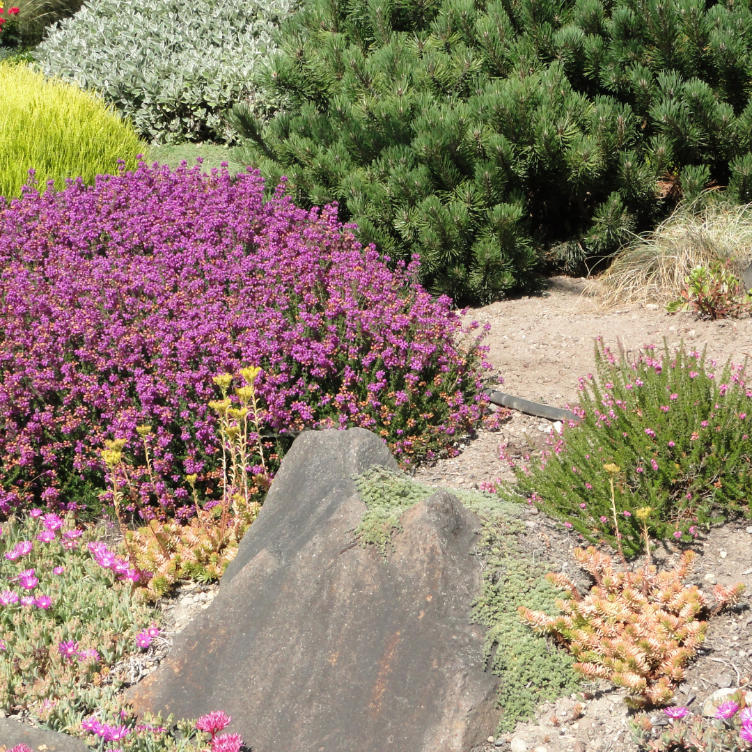 Xeriscaping & Low-Water Gardening