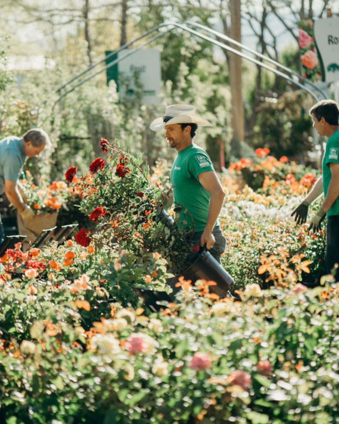 Mothers Day rose sale