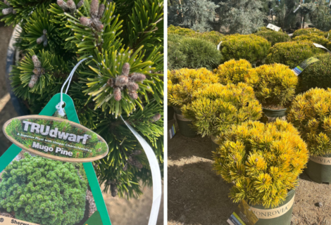 Discover the Magic of Dwarf Conifers