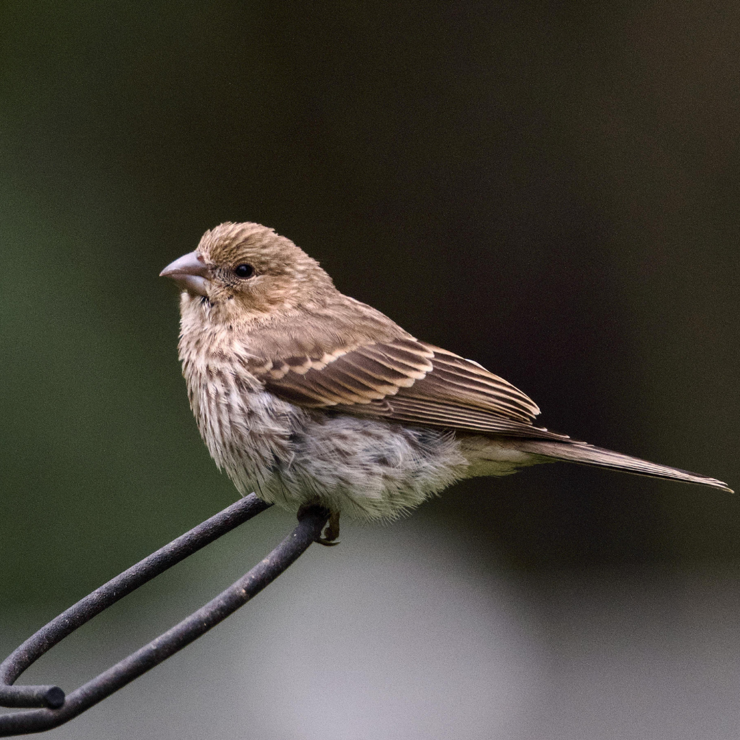 Backyard birding