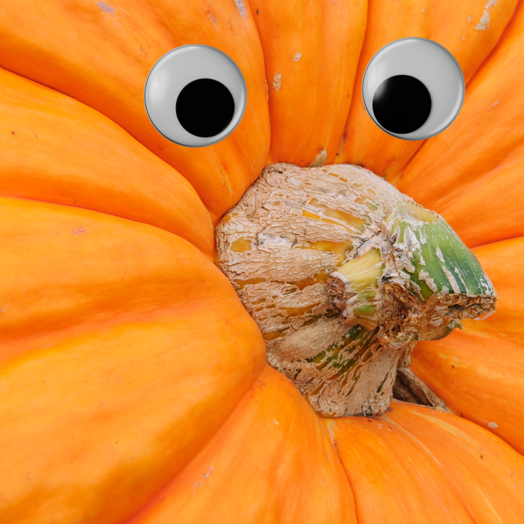 Giant pumpkin growing