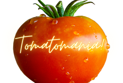 Tomatomania: All About Growing Tomatoes in Northern Nevada