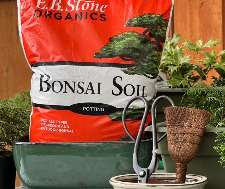 Bonsai Club