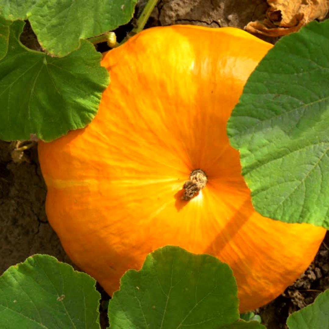 Pumpkin growing troubleshooting