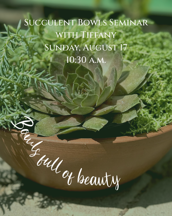 Succulent Bowls with Tiffany